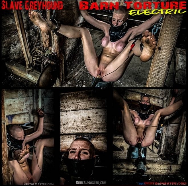 Slave Greyhound Barn Torture Electric FullHD (2022)